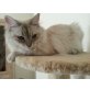Lyssie, Sibirische Katze - Katze