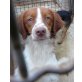 M A X O U - Spaniel-Mischling - Rüde