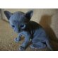 M, Cornish Rex - Kater