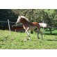 M INERVA, Haflinger - Stute