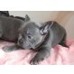 M & W, Französische Bulldogge Welpen - Hündin