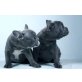 M & W, Französische Bulldogge Welpen - Rüde
