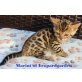 M-Wurf, Bengalkatze - Kater