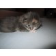 M-Wurf, Maine Coon - Kater