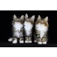 Måneskinns Pavla & Pippi Langstrumpf, Norwegische Waldkatze - Katze