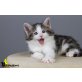 Måneskinns Ylva, Norwegische Waldkatze - Katze