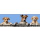 M und M und M, Zarte Hundefamilie - Hündin