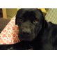MACA Mascha, Pflegestelle Steiermark, wunderschöne, freundliche Corso-Bullmastiff - Hündin