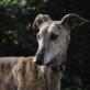 MACARENA, Galga, kastriert, ca. 5 Jahre - Hündin