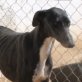 MACHIN, Galgo, Rüde, ca. 1 Jahr, kastriert   - Rüde