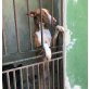 MACHO, Podenco Canario - Rüde