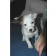 MACY, Jack Russel Terrier-Kind - Rüde