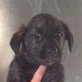 MADDIE, Traumhafter Mix Welpen - Hündin