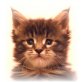 MADONARAS Betty Boop, Maine Coon - Katze