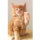 MADONARAS Campari Tiger, Maine Coon - Kater