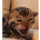 MADOX UND MELODY MARBLED BENGALKITTEN, Bengalkatze - Kater