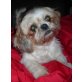 MAGGIE 4 - problemloser Familienhund sucht An, Shi Tzu Mix - Hündin