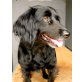 MAGGIE 6, Pflegestelle Wien, kleine Genießerin - hübsche Spanielmix - Hündin