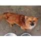 MAGGIE - sucht IHR Zuhause im Glück...., rumänischer Mischling Pekinese - Hündin
