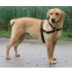 MAGGY, Labrador Mix - Hündin
