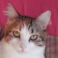 MAGGY, Langhaarmix - Katze