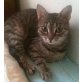 MAGGY, Tierschutz - Katze