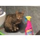 MAGIC, EKH Mix - Kater