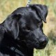 MAGIC - Linares, Labrador Retriever-Mischling, kastriert - Hündin