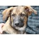 MAGNUS, gerettet aus der Hundehölle/Mischling Welpen - Rüde