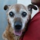 MAGOO, kastriert, ca. 10+Jahre, kleiner Mix, mit Handicap (blind und taub)  - Rüde