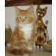 MAIN COON KATZE, Maine Coon - Katze