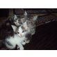 MAIN COON MIX BAILY SUCHT LIEBEVOLLES ZUHAUSE, Main Coon - Kater