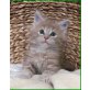 MAINE COON BABIES, männl. u. weibl. - Kater