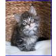 MAINE COON BABIES, männl. u. weibl. - Kater