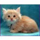 MAINE COON BABIES, männl. u. weibl. - Kater