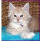 MAINE COON BABIES, männl. u. weibl. - Kater