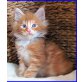 MAINE COON BABIES, männl. u. weibl. - Kater