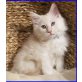 MAINE COON BABIES, männl. u. weibl. - Kater