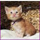 MAINE COON BABIES, männl. u. weibl. - Kater