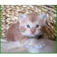 MAINE COON BABIES, männl. u. weibl. - Kater