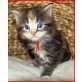 MAINE COON BABIES, männl. u. weibl. - Katze
