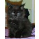 MAINE COON  ( BONITA ), Maine Coon - Katze