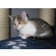 MAINE COON MISCHLING - Katze