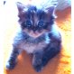 MAINE COON , Maine Coon - Katze