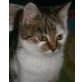 MAIZIE, Tierschutz - Katze