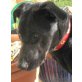 MAJA 7, Pflegestelle Wien, sehr hübsche, freundliche Labradormix - Hündin