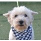 MAJA - LInares, West Highland White Terrier, kastriert - Hündin