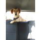 MAJA, Mix Welpen - Hündin