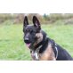 MAJA, Schäferhund-Mischlingshündin - Hündin