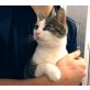 MAJA, Tierschutz - Katze